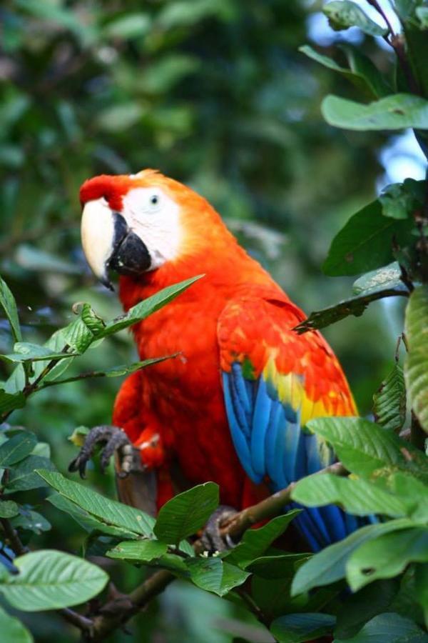 Jacamar Lodge Expeditions Iquitos Exterior photo